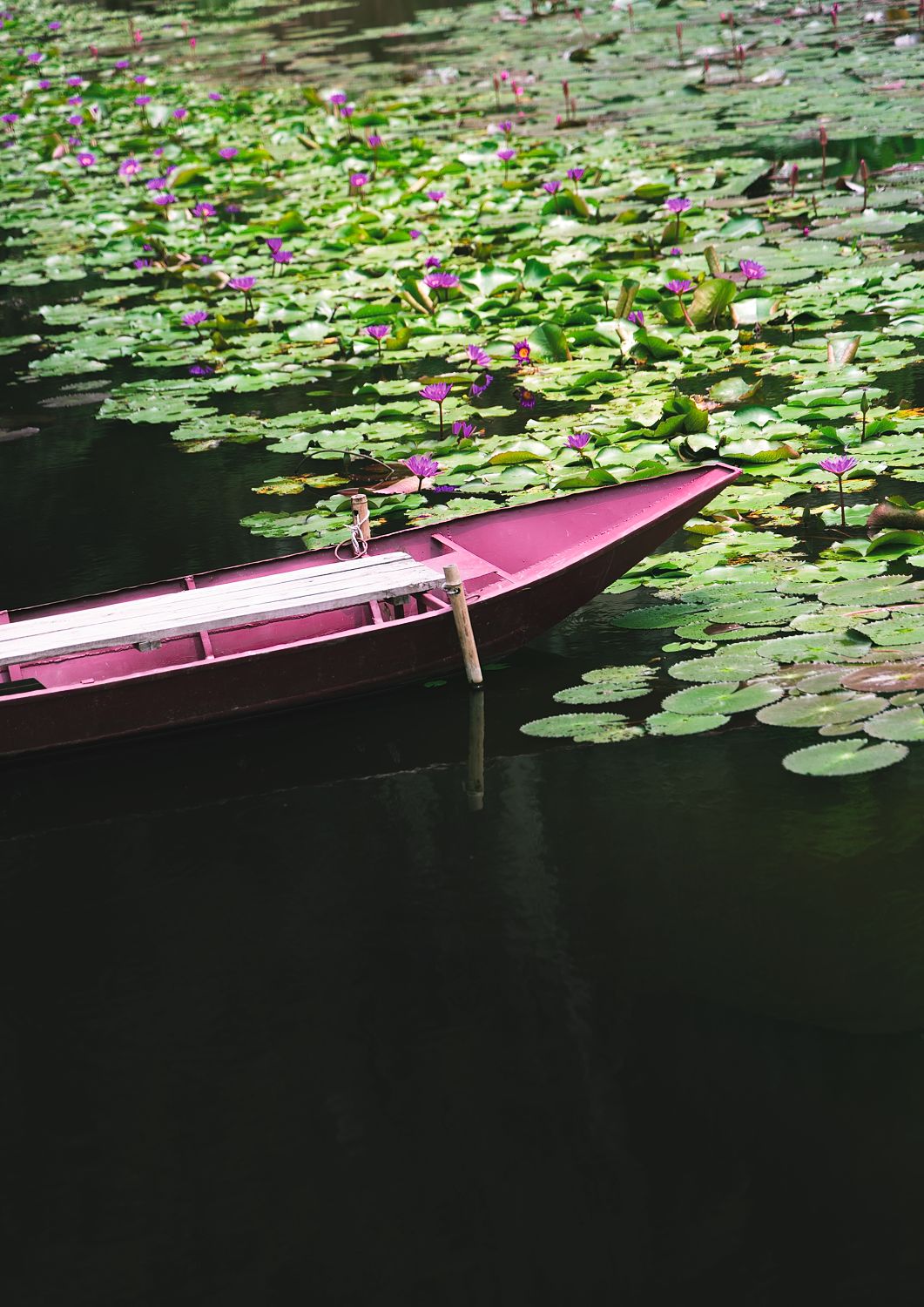 Lotus Drift
