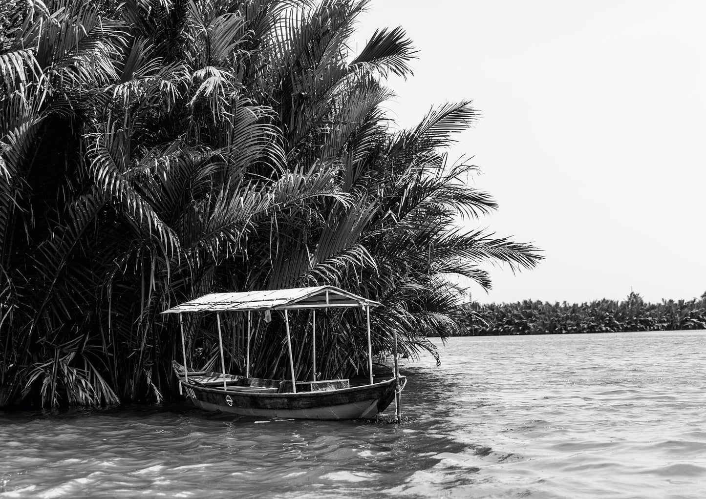 Tropical Stillness