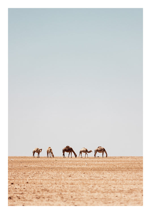 Caravan Journey