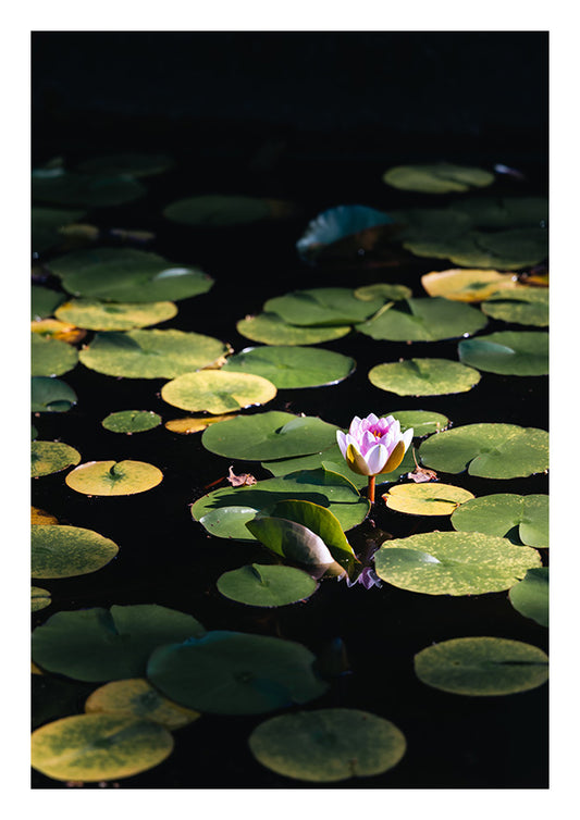 Serenity in Bloom